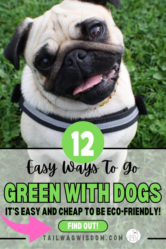 a cute pug is happy to be living green with dogs