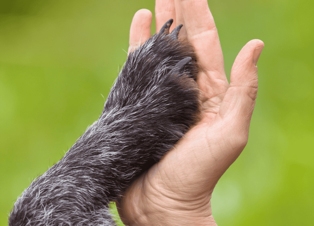 a dog gives his human a paw five as a sign of healthy dog paws