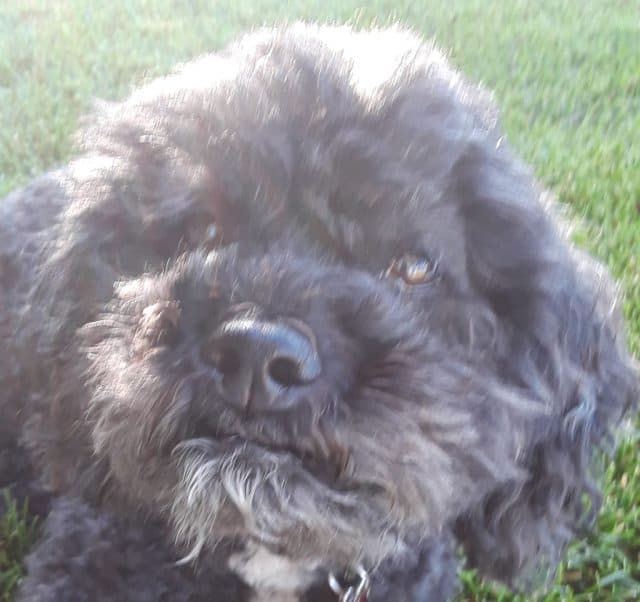 How The Best Dog Eye Care Saves Money! Tail Wag Wisdom