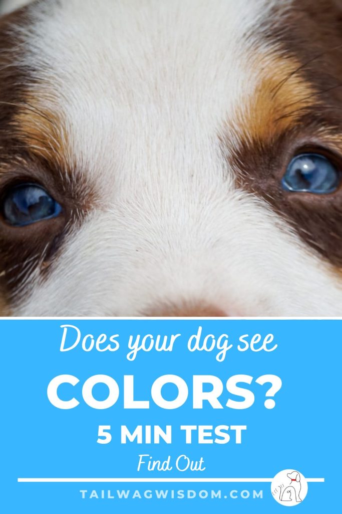 Is a dog colorblind? This cute puppy wonders what that means. 