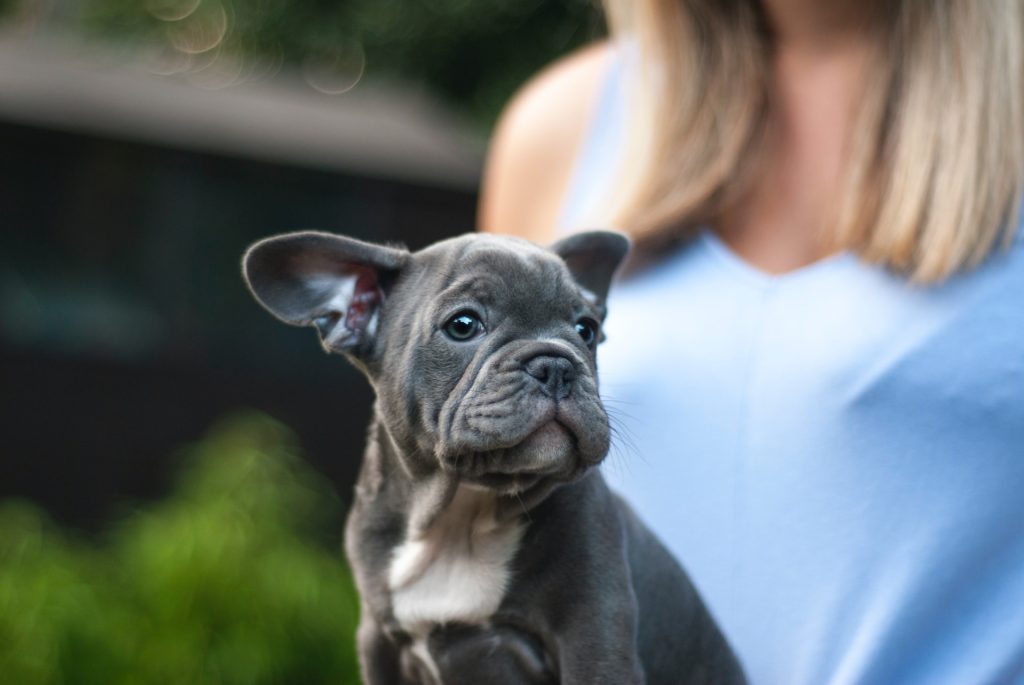 a dog mom enjoys dog-focused hustles with her cute frenchie dog