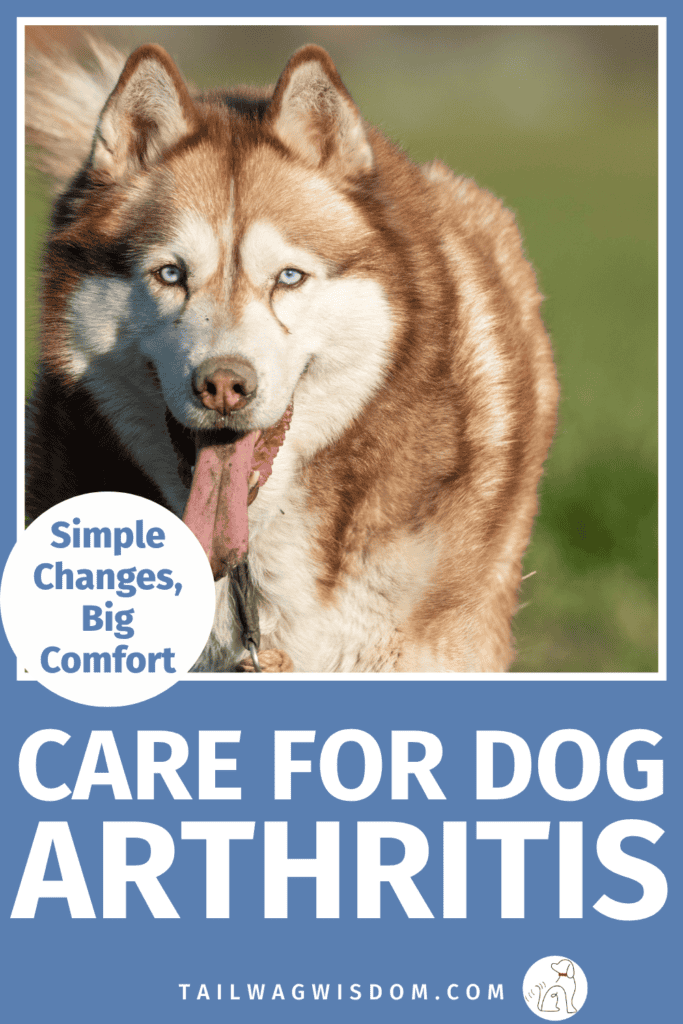 Help your pup stay comfortable with simple ways to care for dog arthritis. Learn practical dog care tips, gentle dog health tips, and helpful dog remedies to support mobility and quality of life. For more dog care tips, visit tailwagwisdom.com