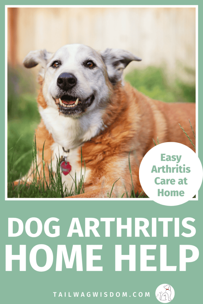 Looking for ways to care for dog arthritis? Discover easy pet care ideas, practical dog care tips, and smart dog health tips that help your dog stay active and comfortable. Visit tailwagwisdom.com for more dog care tips.