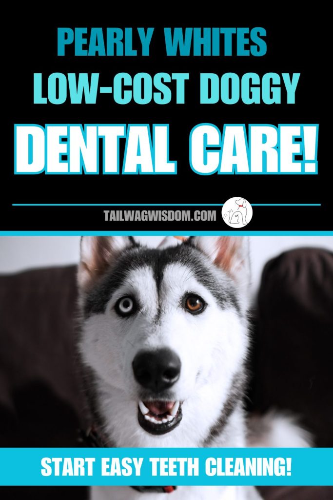 a cute Husky smiles to show off his pearly whites as a result of low-cost dog dental care