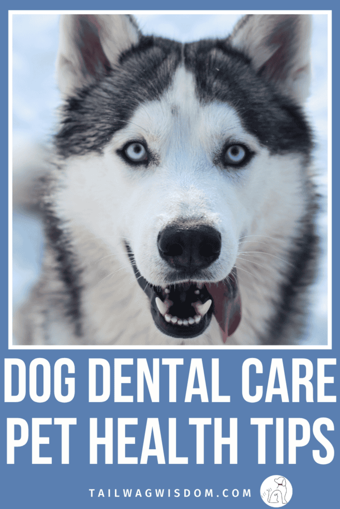 Keeping up with dog dental care does not have to mean expensive vet cleanings. There are simple, low cost pet care habits you can start today that protect your pup's teeth and your budget. For more dog mom tips, visit tailwagwisdom.com