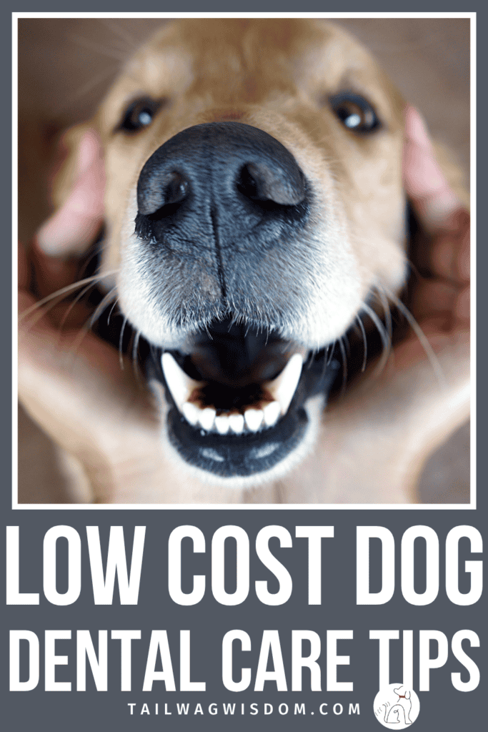 Low cost dog dental care is one of those pet health habits that saves you real money down the road. Small, consistent steps at home make a bigger difference than most dog moms realize. For more dog care tips, visit tailwagwisdom.com