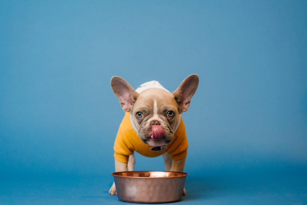 a cute frenchie dog enjoys oatmeal for dogs