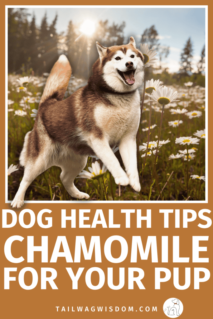 Before you give your pup chamomile, there are a few things every dog mom should know. Used the right way, it is one of the easiest natural home remedies for dogs and a smart part of everyday pet care. Get the full details at tailwagwisdom.com