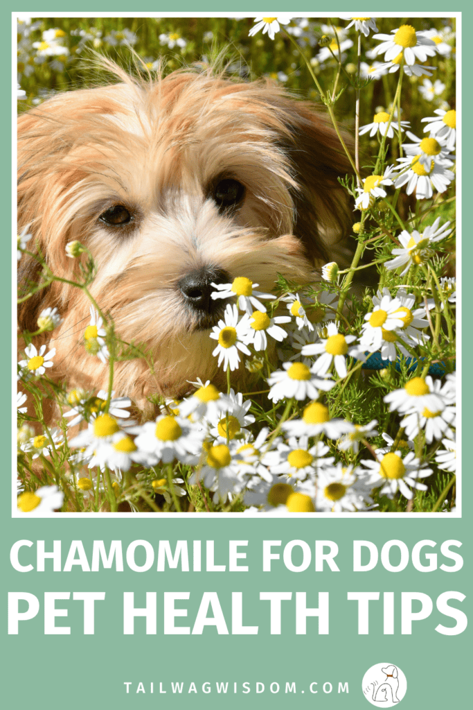 Chamomile for dogs is one of those gentle home remedies for dogs that can do a lot more than most dog moms realize. From calming anxiety to soothing upset stomachs, it is a simple addition to your dog care routine worth knowing about. For more dog health tips, visit tailwagwisdom.com