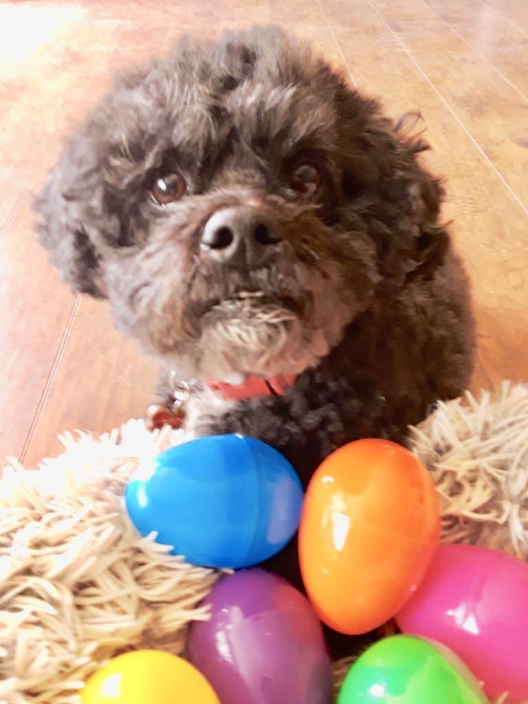 Henry, my dog, loves doing indoor scent game as a winter activity for mental stimulation