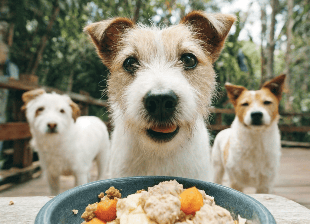 a secret vets reveal to extend a dog's lifespan is food and these dogs look eagerly at a bowl of high grade food