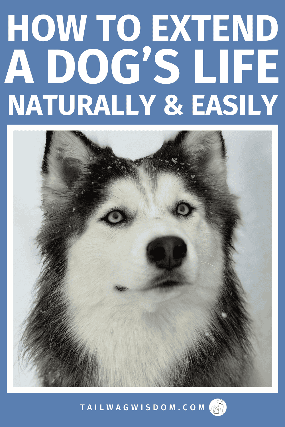 Learn the free advice that extends a dog’s lifespan with practical dog health tips, everyday pet care strategies, and simple habits that improve dog life for devoted dog lovers. Get more dog care tips at tailwagwisdom.com