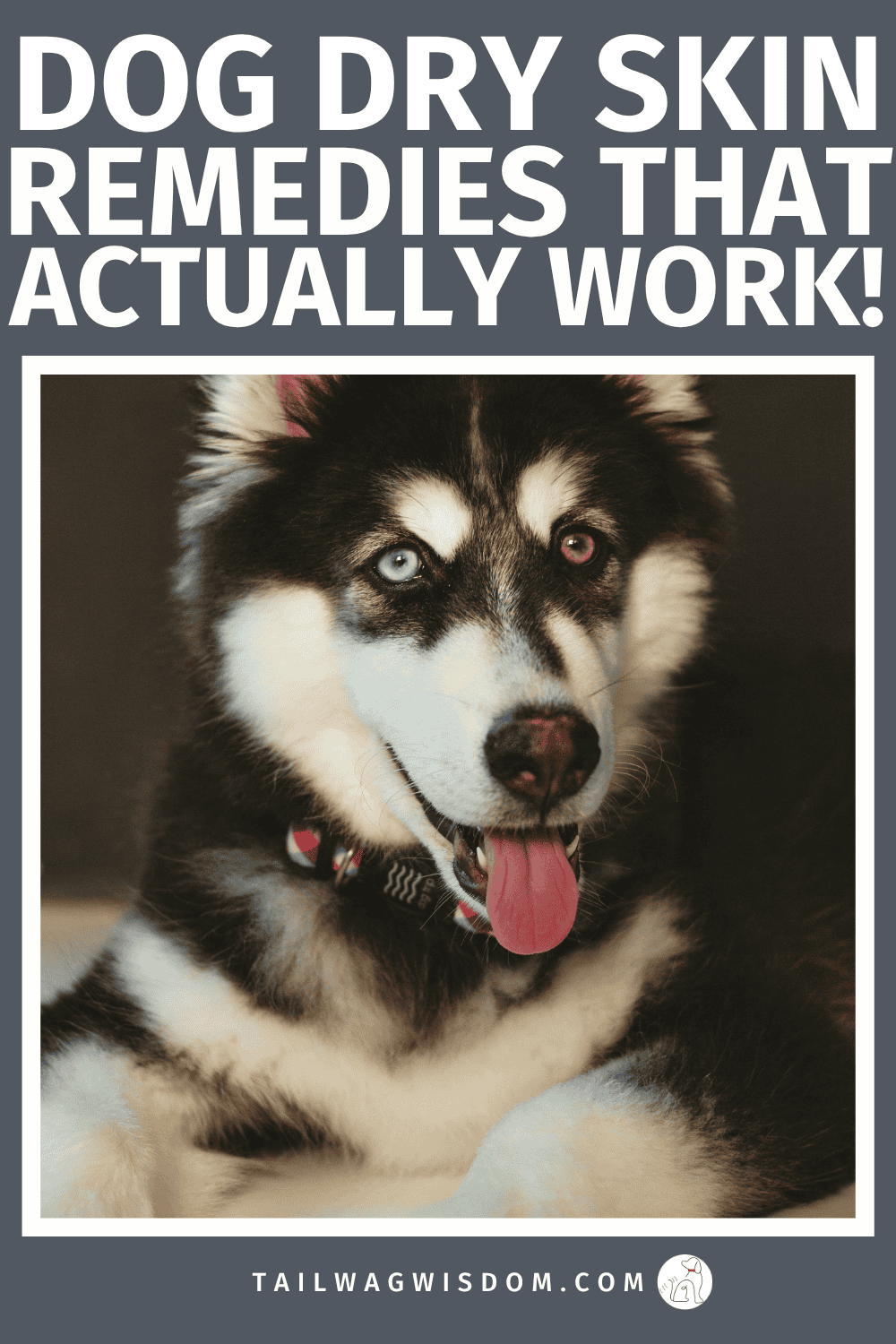 Cheap natural remedies for dog dry skin help relieve itching, scratching, and irritation without expensive vet bills. Dog moms and dog lovers appreciate these remedies for their dog's care. For more great dog tips, visit tailwagwisdom.com