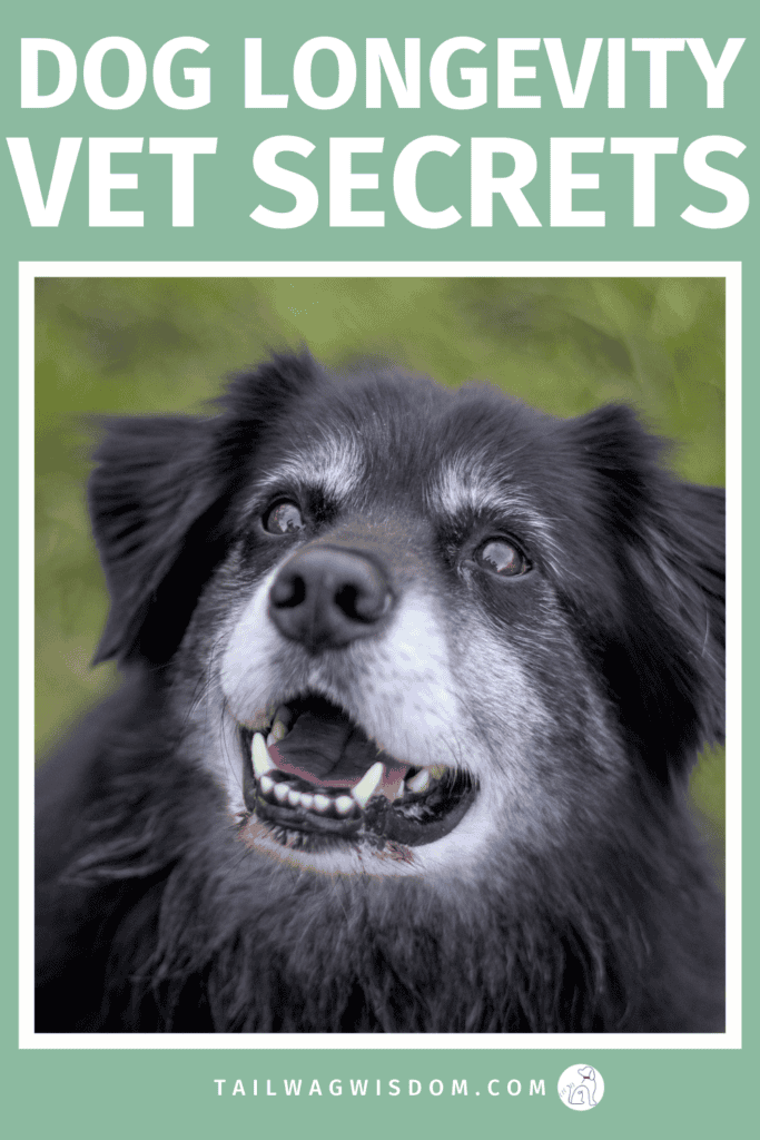 Discover how one simple shift extends a dog’s lifespan using smart dog care tips, affordable dog remedies, and proactive pet health habits every dog mom should know. Find more great dog care tips at tailwagwisdom.com