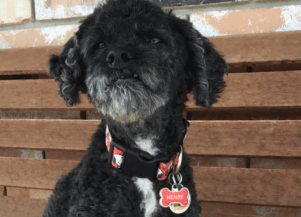 Henry knows what hidden dog expenses look and smell like
