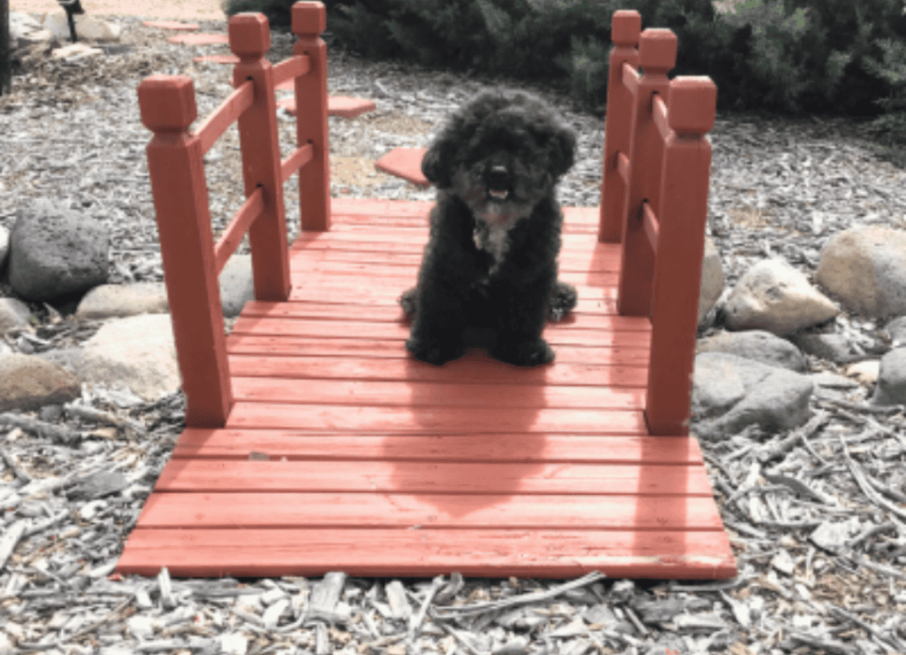 Henry enjoys his yard with no hidden dog expenses