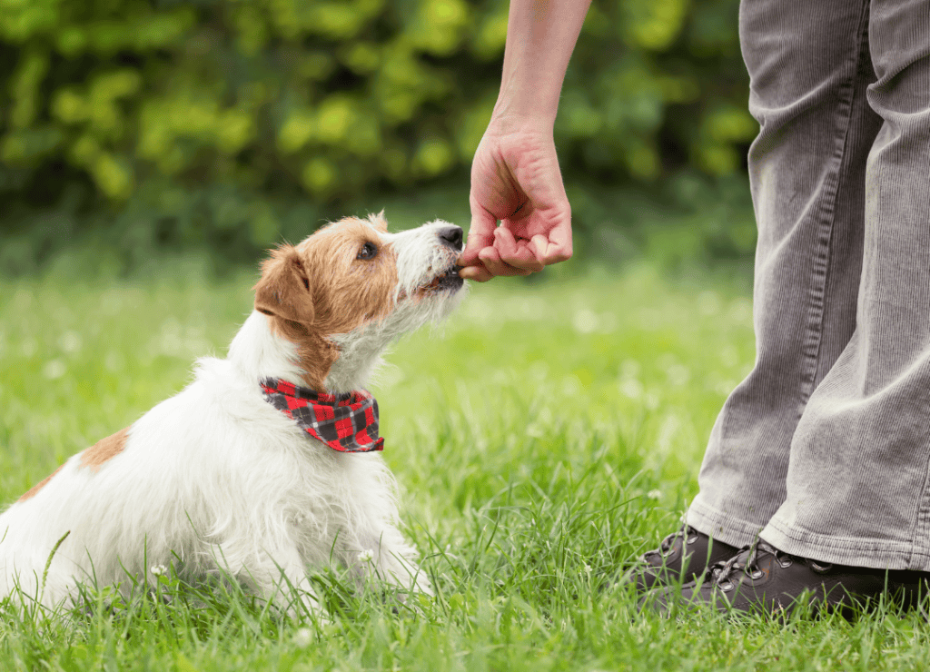 basic dog training prevents hidden dog expenses