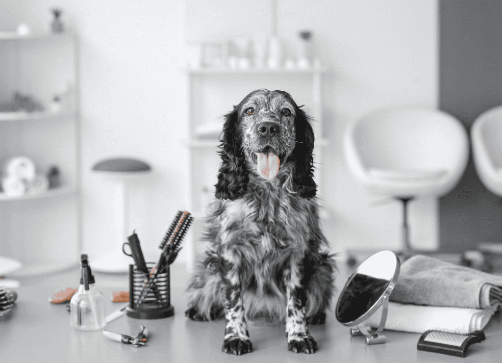 dog proofing your home prevents expensive bills