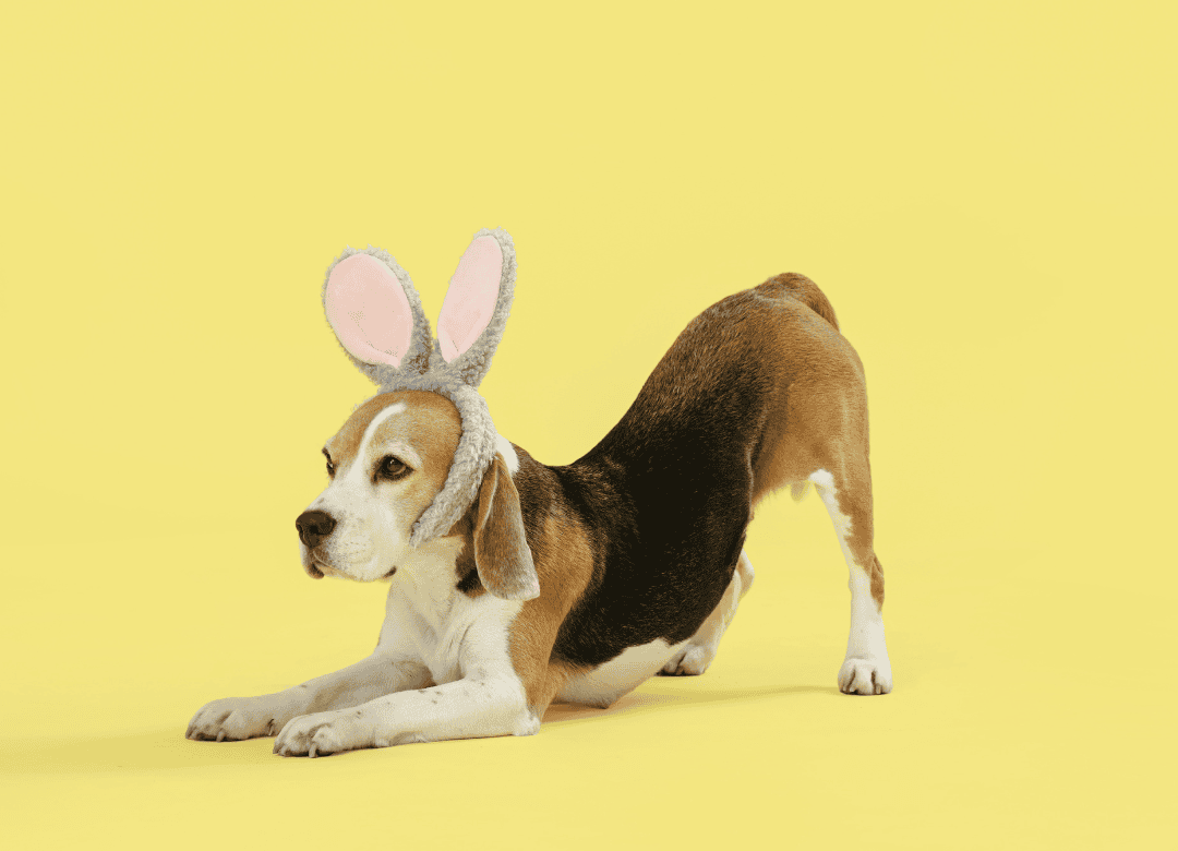 A beagle gets ready to play an Easter game for dogs