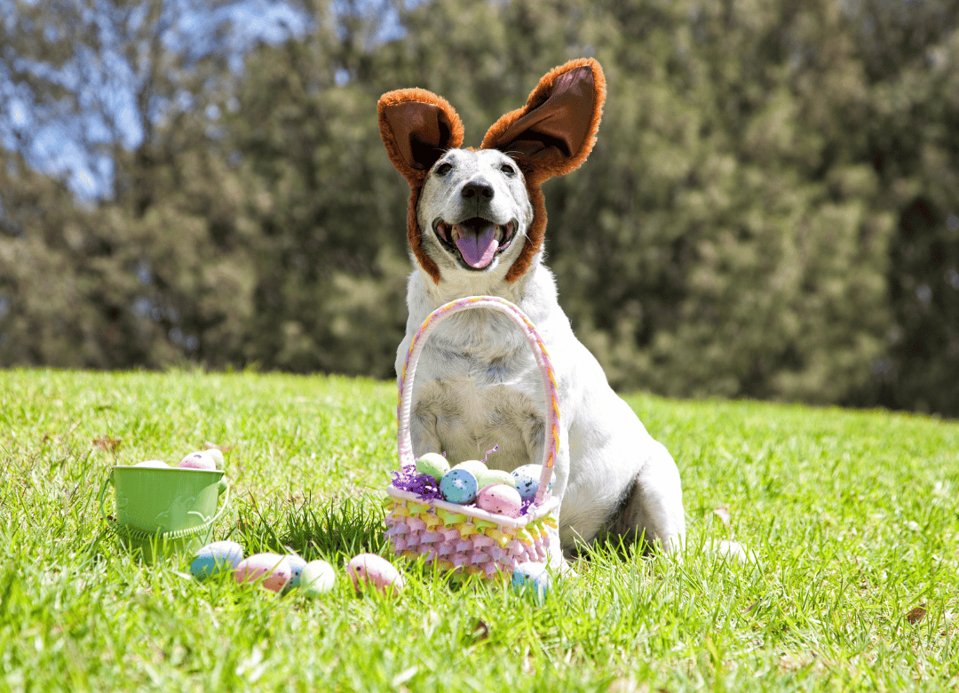 A dog smiles after playing an Easter game for dogs