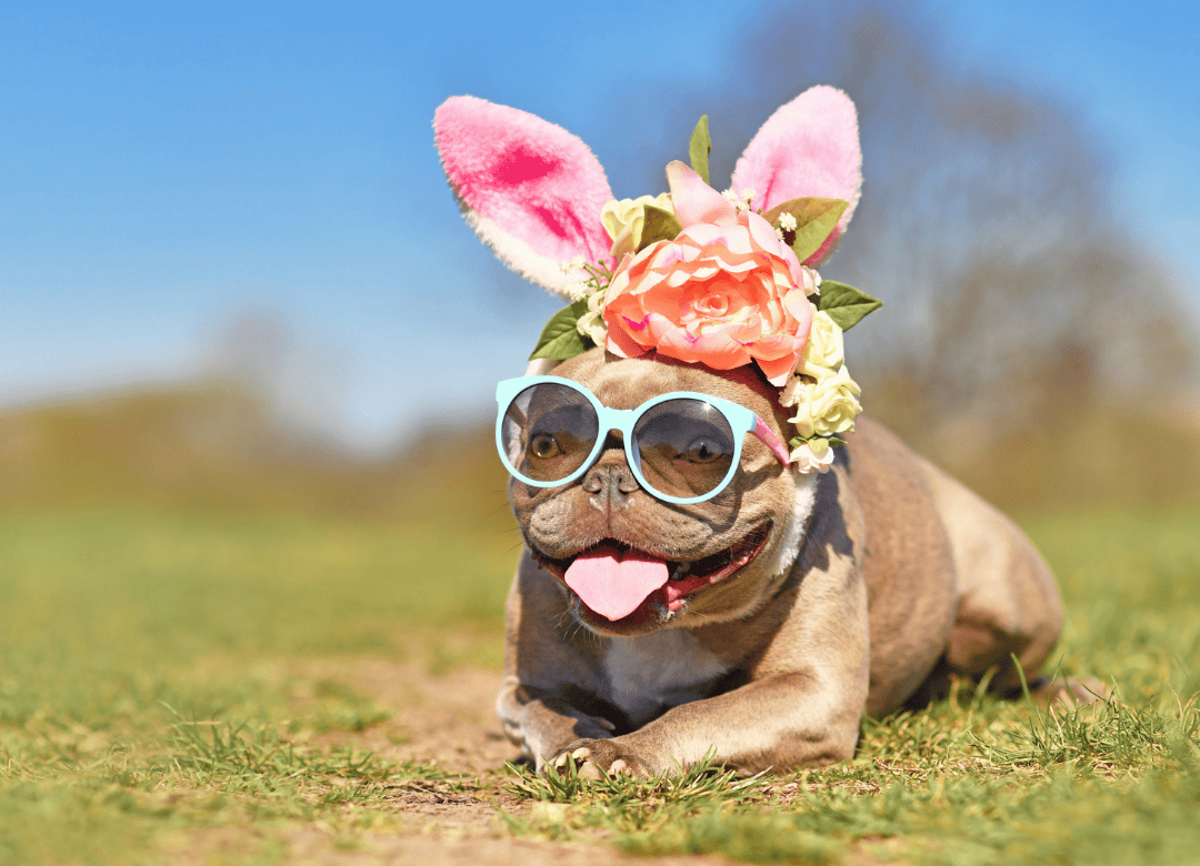 A frenchie dog gets ready to play an Easter game for dogs