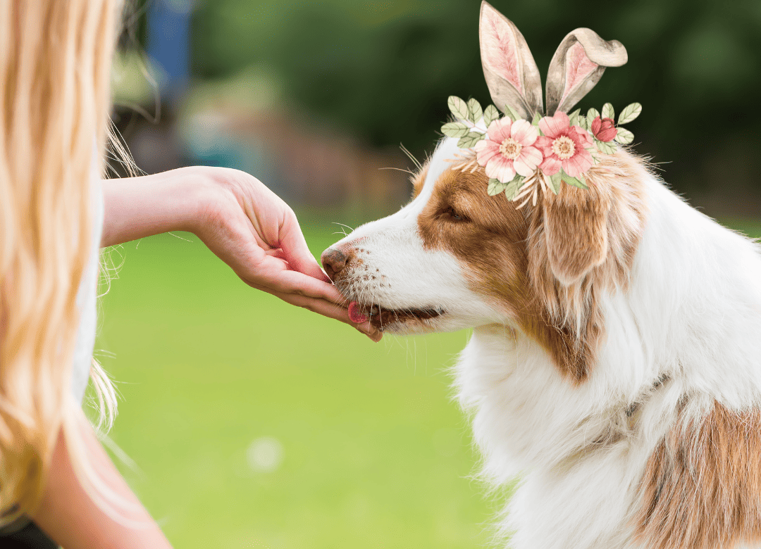 A dog enjoys a treat from an Easter game for dogs