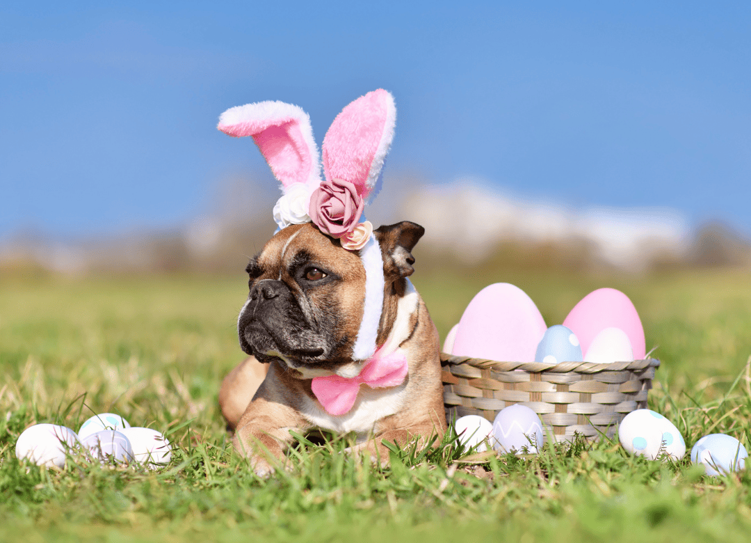 A cute sits with his basket from a fun Easter game for dogs