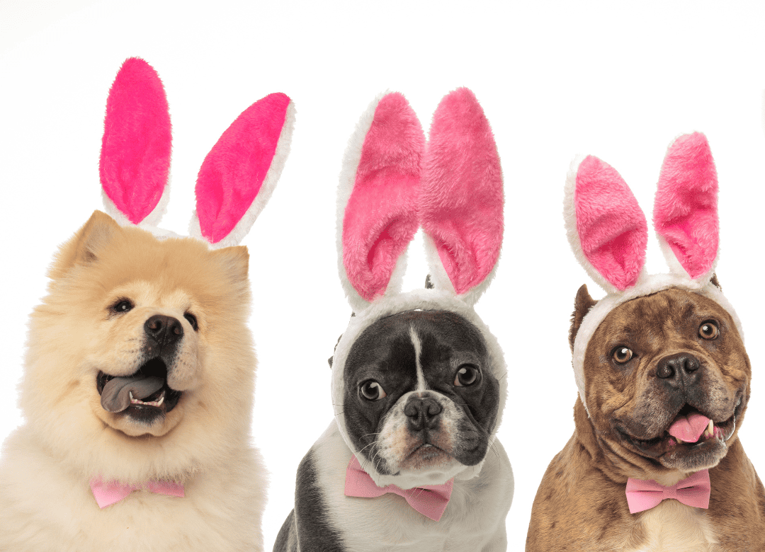 a pack of friendly pups wait to play an Easter game for dogs