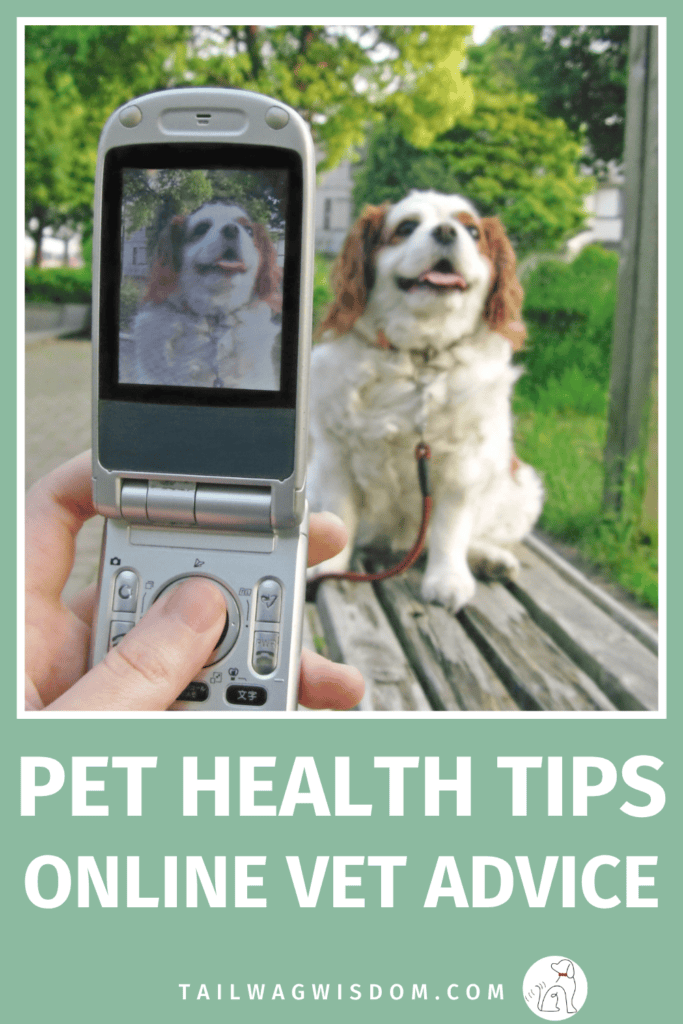 Online vet advice is one of those pet care tools that can save you time, money, and a lot of worry. Knowing when you actually need to go in versus when a quick virtual consult will do is smart dog care. Get the full breakdown at tailwagwisdom.com