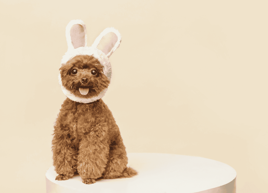 a cute pup waits to play an Easter game for dogs