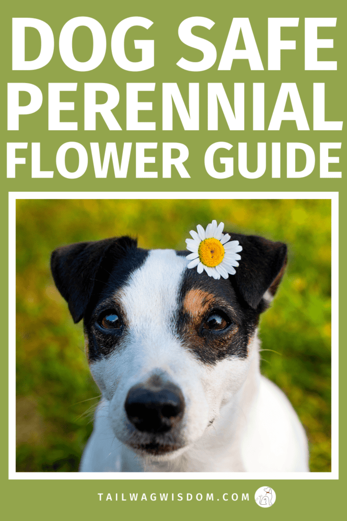 Create a beautiful yard with dog safe perennial flower options that protect your pup while upgrading your garden. Perfect for dog moms looking for dog friendly landscaping, dog outdoor space ideas, and safer backyard dog yard plans. For more great dog yard ideas, visit tailwagwisdom.com
