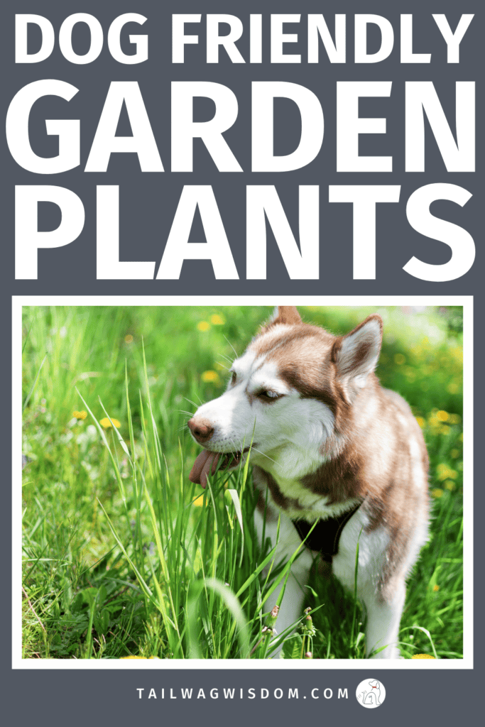 Not all plants are pup-safe! Discover dog safe perennial flower choices that support dog safety, pet care, and a healthy dog backyard without sacrificing curb appeal. Get more great dog care tips at tailwagwisdom.com