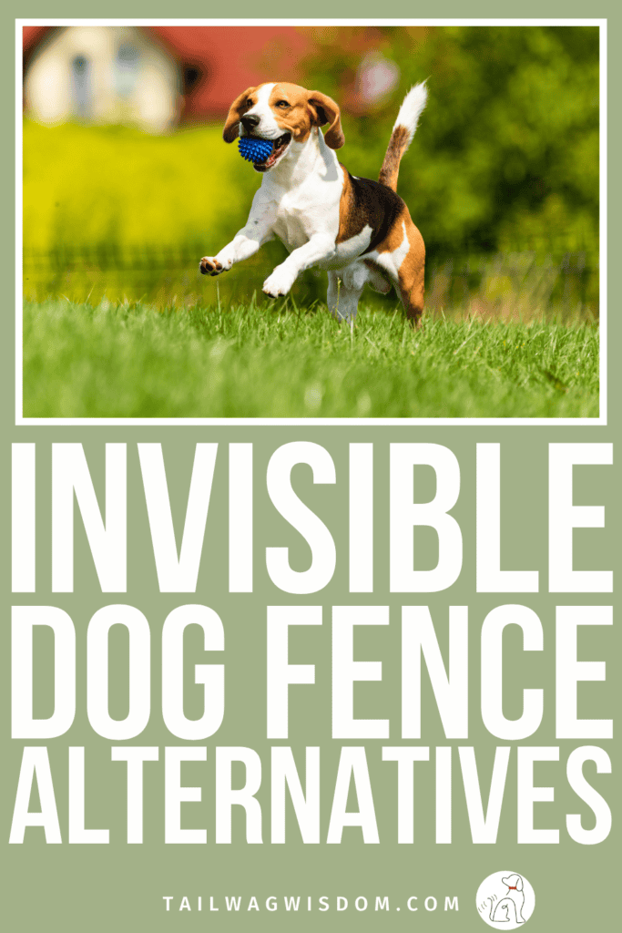 Before you invest in an invisible dog fence, there are some important pet care facts worth knowing. There are safer, smarter alternatives that protect your pup without the risks. For more dog care tips, visit tailwagwisdom.com