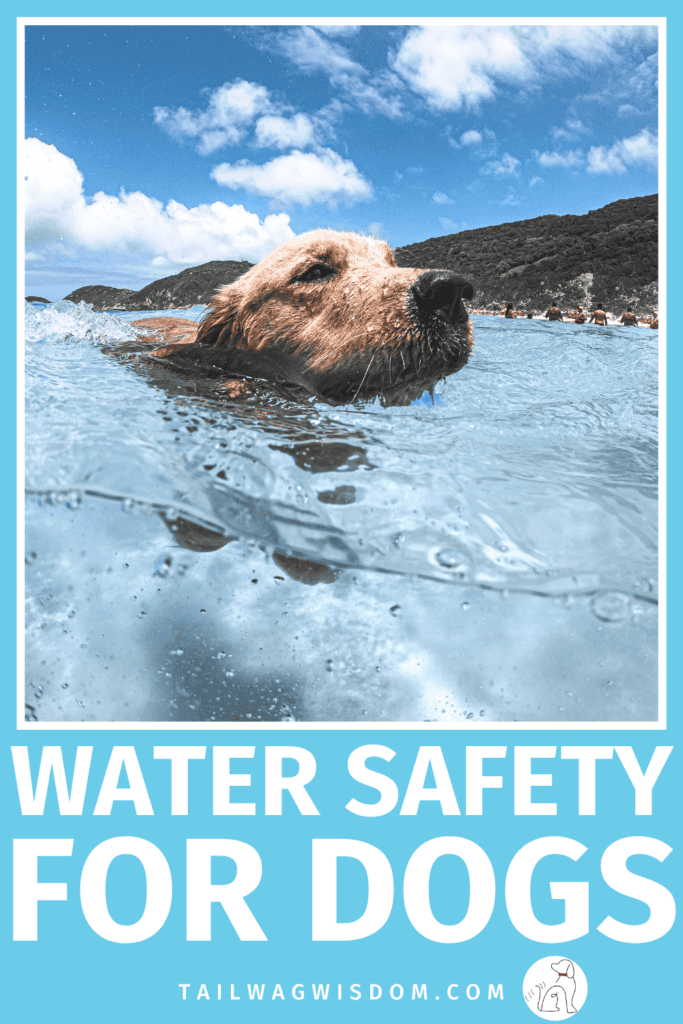Before your next adventure, discover simple dog water safety tips that help prevent accidents. Perfect for every adventure dog, dog lover, and anyone planning dog friendly summer outings. Get more dog care tips at tailwagwisdom.com