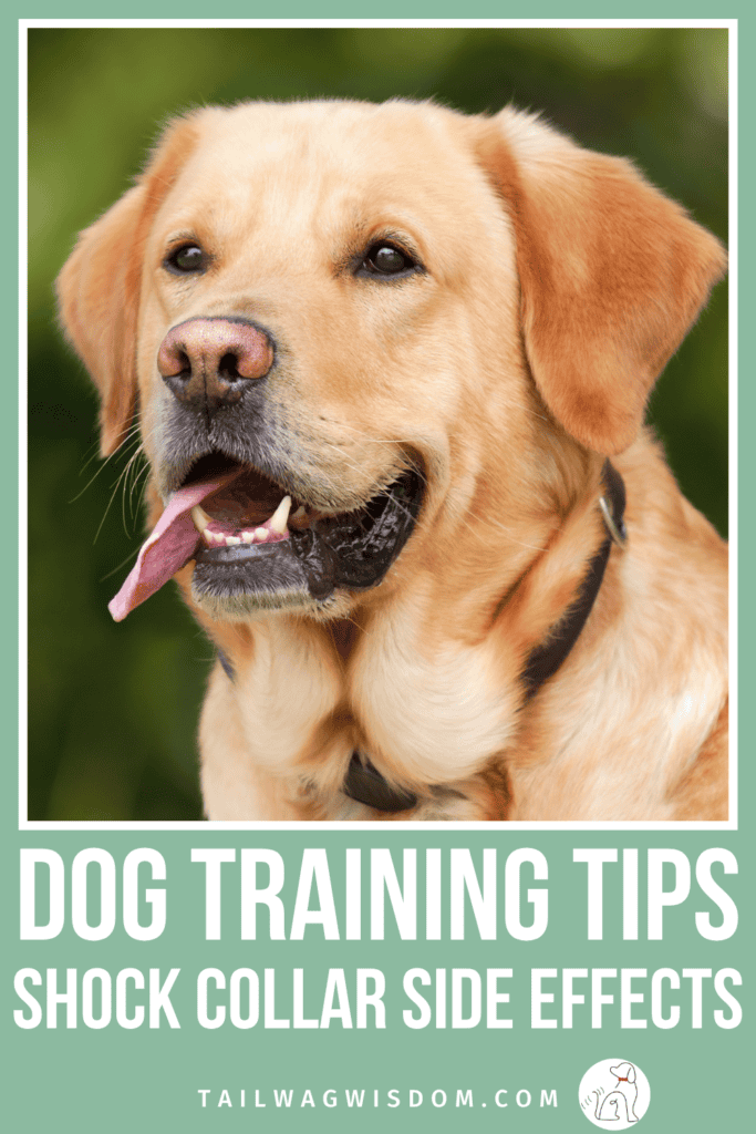 Shock collar side effects are something every dog parent should understand before making a training decision. The risks are real and so are the costs, both financial and emotional. For more dog care tips, visit tailwagwisdom.com