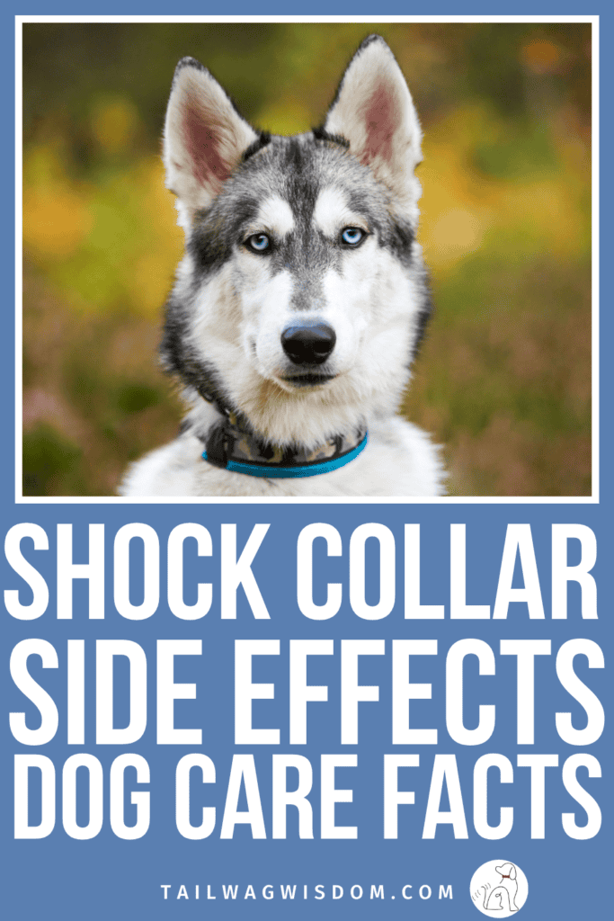 Before you consider a shock collar for dog training, the side effects are worth a closer look. Knowing the 9 most common risks helps you make a smarter, safer choice for your pup. For more pet care tips, visit tailwagwisdom.com
