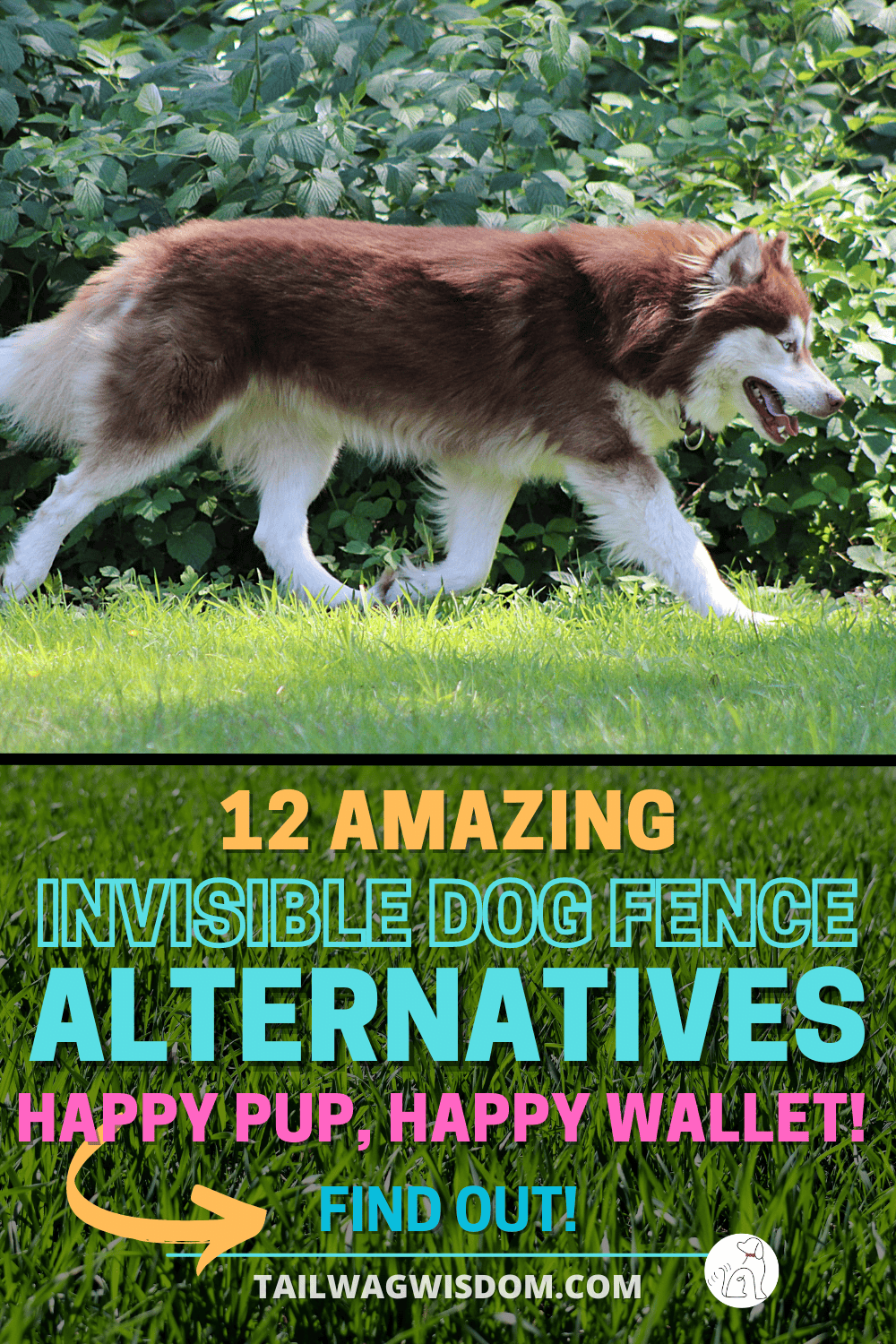 Photo inspiration: Best 12 Alternatives To Invisible Dog Fences Photo Inspiration