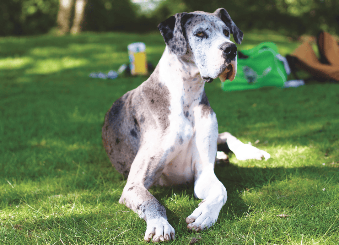 Dog Parents Love These Simple Home Remedies That Help Their Arthritic Pups Move Better