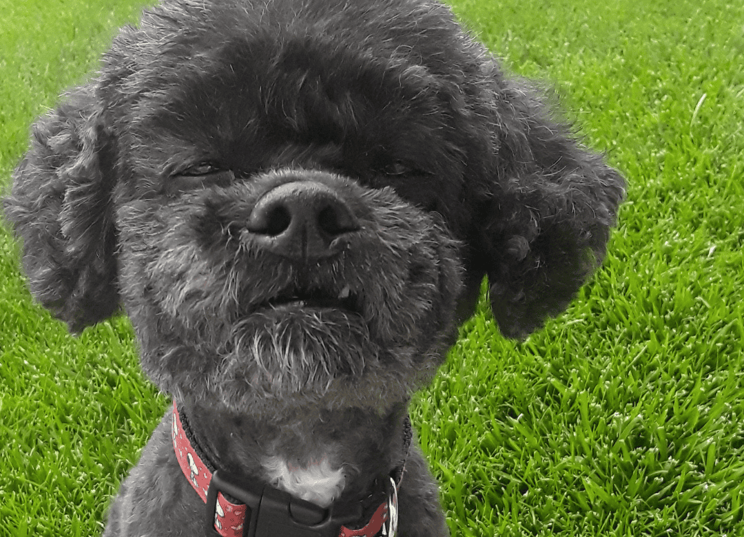 Henry has allergies and loves to roll in the grass and makes his allergies worse