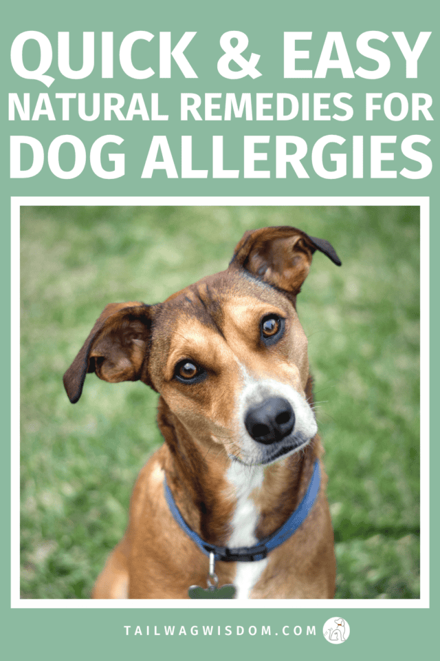 Discover safe and effective natural remedies for dog allergies! Learn how to ease itchy skin, support dog health, and save on pet care with affordable options your furry friend will love. For more great dog care tips visit tailwagwisdom.com