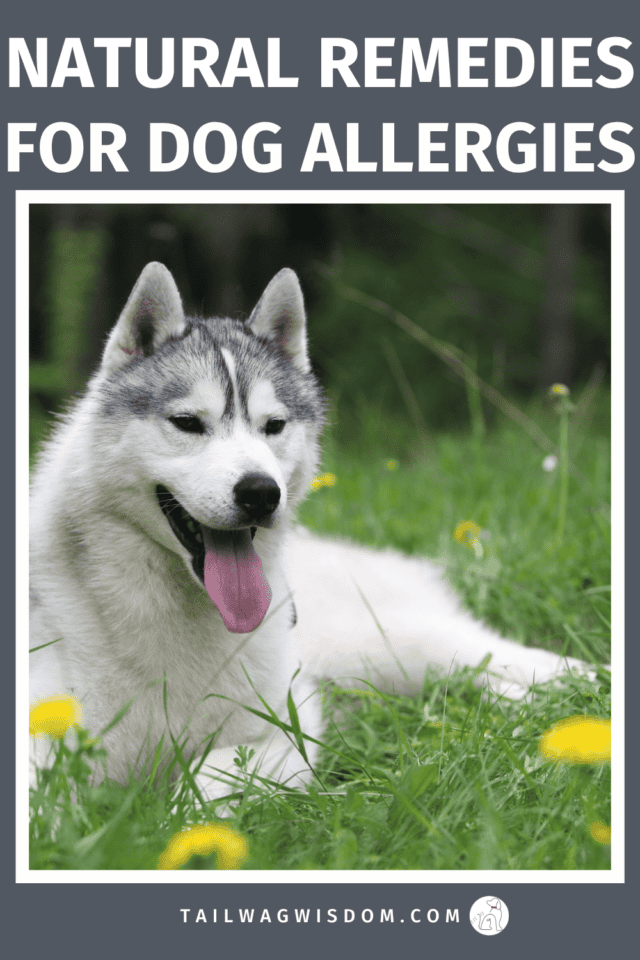 Struggling with dog allergies? These quick natural remedies soothe itching, support dog health, and keep pet care simple and affordable. Perfect for seasonal, food, or environmental allergies. For more dog health care tips visit tailwagwisdom.com