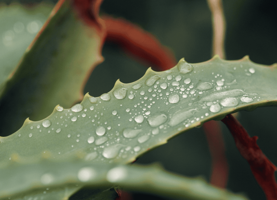 aloe can be used to help dogs with allergies