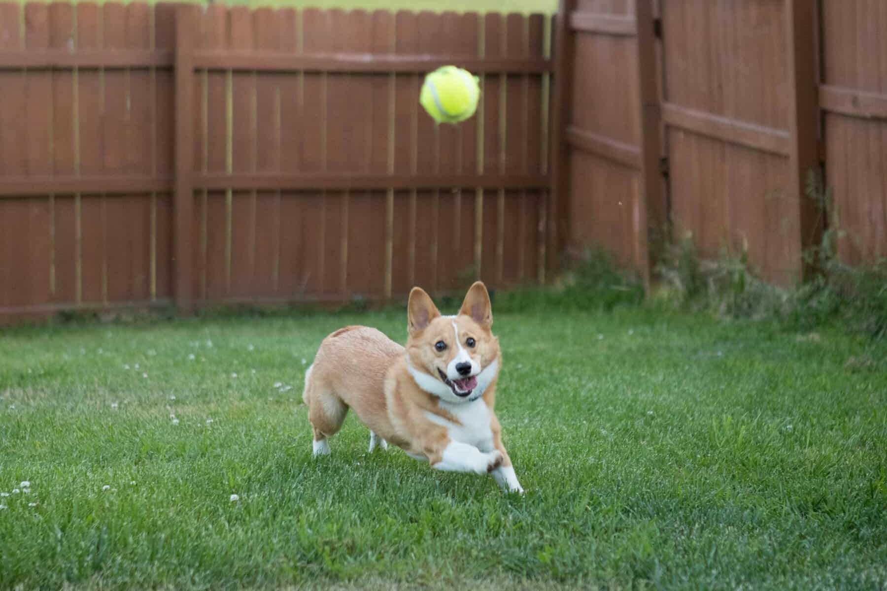 All dogs including this corgi approve of dog play yard ideas