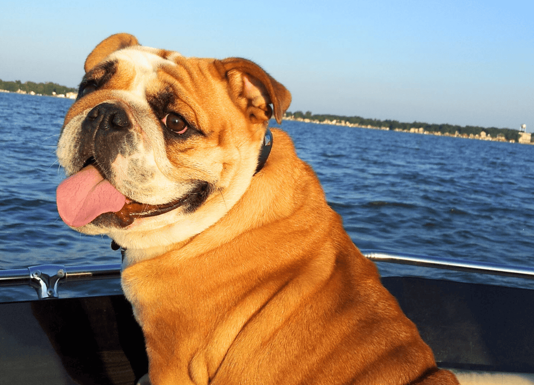 Fish oil from aquatic life is a great way to help dogs with allergies