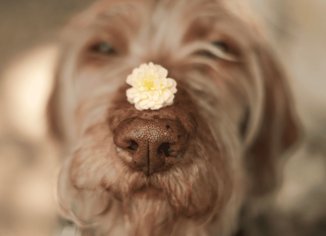 Nature's Benadryl, quercetin, can be a good natural remedy for dog allergies