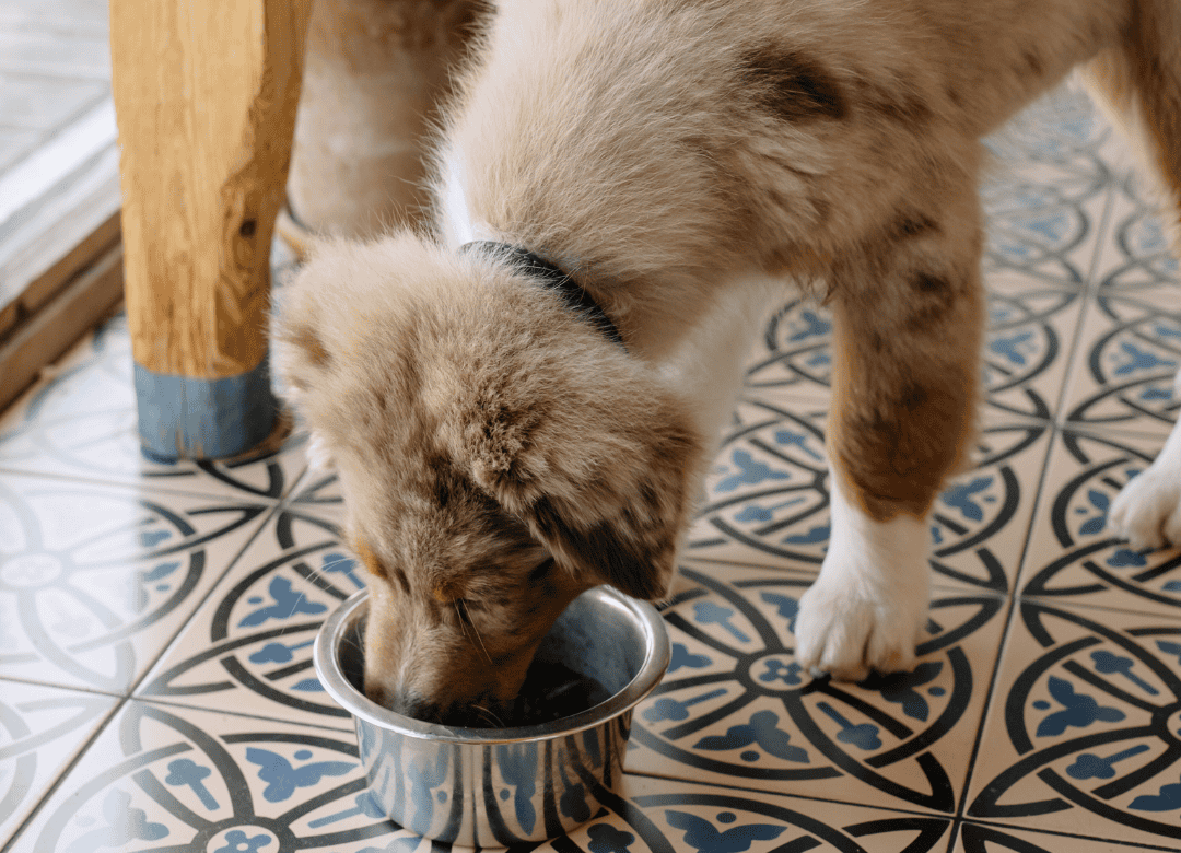 oatmeal can be a great option for treating dog allergies