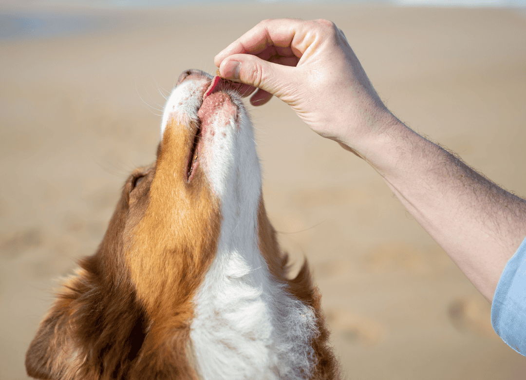 a pup get a coconut treat as a natural remedies for dog allergies