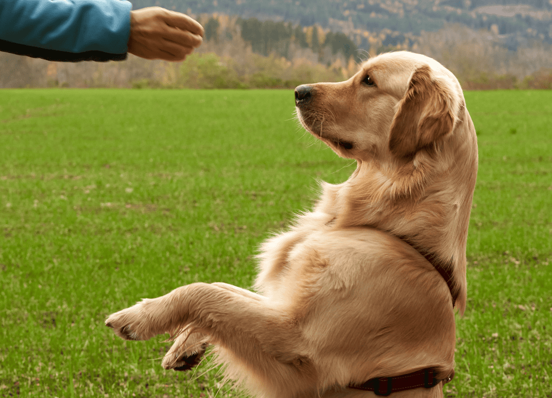 local honey is used as a way to treat dog's with allergies