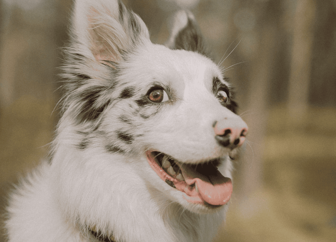 vitamin C has overall benefits for dogs including help relieve allergies