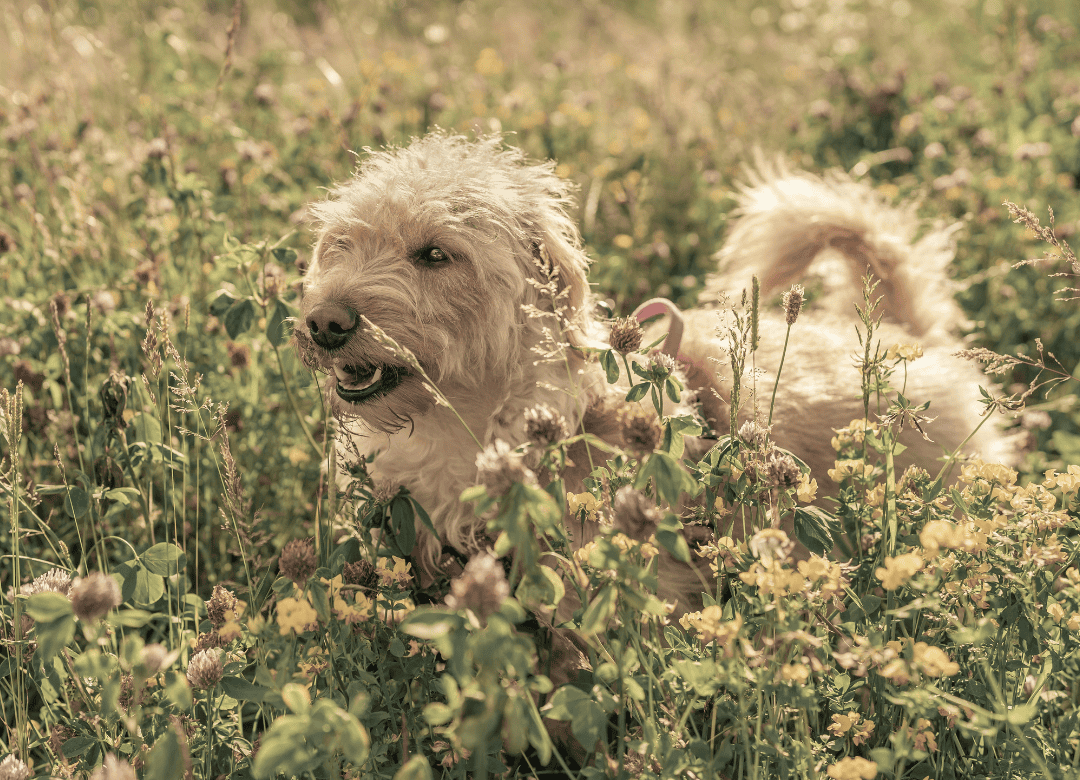 mushroom remedies can be a good idea as a natural remedy to relieve dog allergies